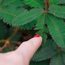 Bild von Kit autocoltivazioni Mimosa Pudica