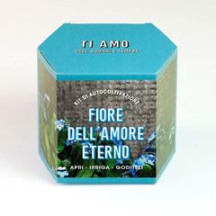 Bild von Kit autocoltivazioni Fiori delle'amore eterno