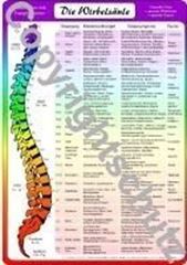Bild von Wirbelsäulenzonen A3 - Reflexzonenübersicht Lehrtafel