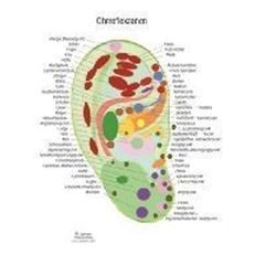Bild von Übersichtskarten Ohrreflexzonen DIN A4