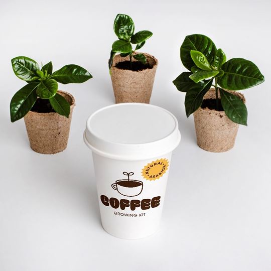 Bild von Coffee growing kit