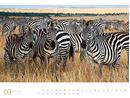 Bild von Afrika - Ackermann Gallery Kalender 2026