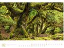 Bild von Wald - Ackermann Gallery Kalender 2026