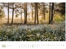 Bild von Wald - Ackermann Gallery Kalender 2026