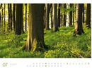 Bild von Wald - Ackermann Gallery Kalender 2026