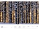 Bild von Wald - Ackermann Gallery Kalender 2026