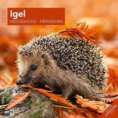 Bild von Igel Kalender 2026 - 30x30