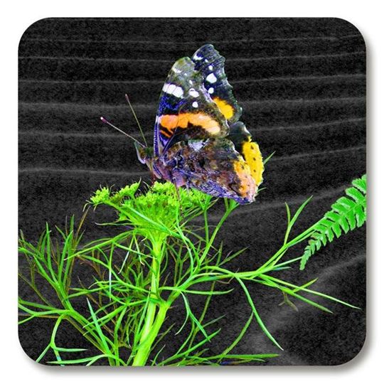 Bild von Michael Angove Back Dill Coaster 10x10cm - Jamida of Sweden